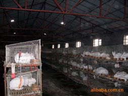 鄭州輝瑞生物科技 創(chuàng)新飼料產(chǎn)品引領(lǐng)綠色養(yǎng)殖新時代